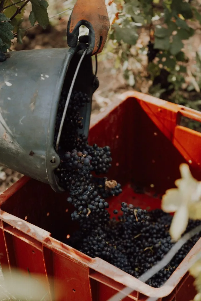 Picked fruit emptied from bucket to crate