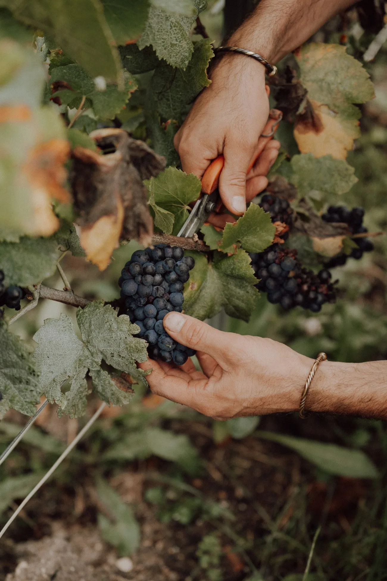 A bunch of Pinot Noir cut by hand
