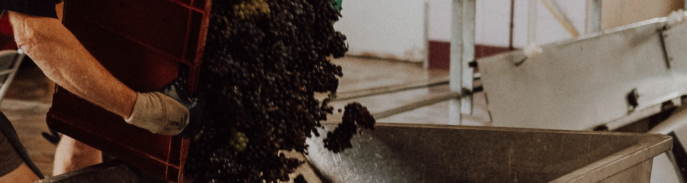 Hand-picked fruit tipped into the press
