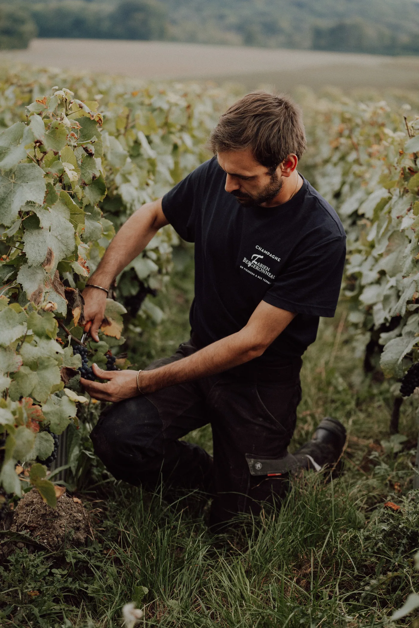 Hand-picking Pinot Noir at Trigny